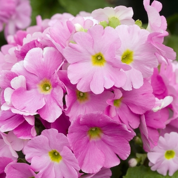 Primula obconica 'Embrace Pink' 