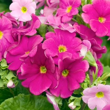 Primula obconica 'Embrace Rose' 