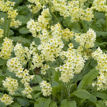 Primula elatior