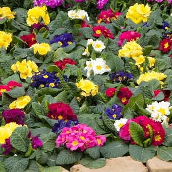 Primula acaulis 'Orion™ Mix' 