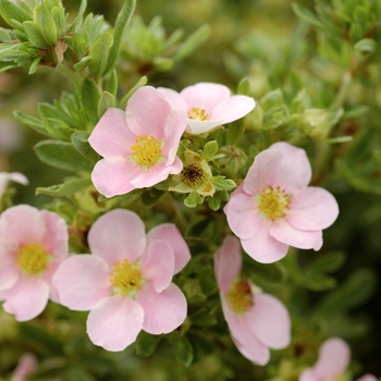 Potentilla fruticosa 'Pink Beauty' PP 9874