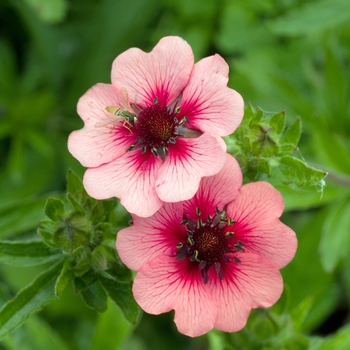 Potentilla nepalensis 'Shogran' 