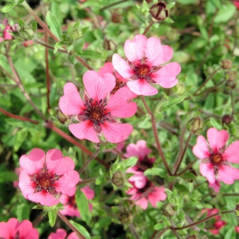 Potentilla 'Melton Fire' 