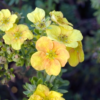 Potentilla fruticosa 'Mango Tango' 12258