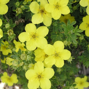 Potentilla fruticosa 'Yellowbird' 