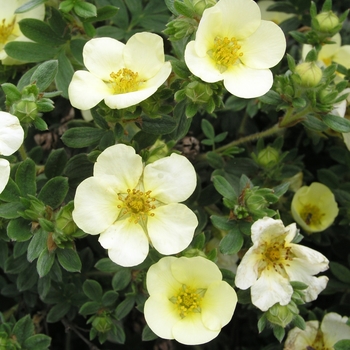 Potentilla fruticosa 'Primrose Beauty' 