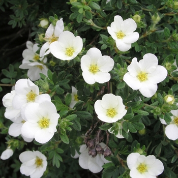 Potentilla fruticosa 'McKay's White' 