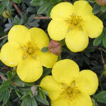 Potentilla fruticosa 'Goldstar' 