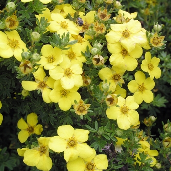 Potentilla fruticosa 'Gold Drop ('Farreri')' 