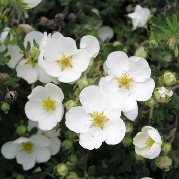 Potentilla fruticosa 'Frosty' 