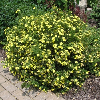 Potentilla fruticosa 'Fargo' 