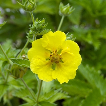 Potentilla atrosanguinea 'Yellow Queen' 