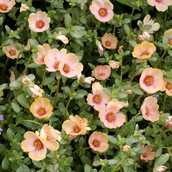 Portulaca oleracea 'Yubi Apricot' 