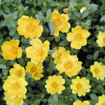 Portulaca oleracea 'Yubi Yellow' 