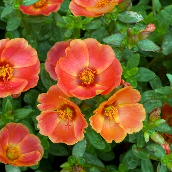 Portulaca oleracea 'Yubi Summer Joy Wine Red' 