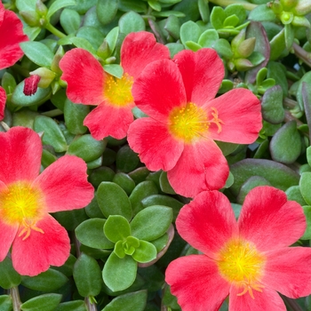 Portulaca oleracea 'Hot Shot Scarlet' 