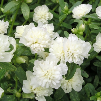 Portulaca grandiflora 'Snow White' 