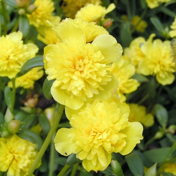 Portulaca grandiflora 'Sleeping Beauty' 