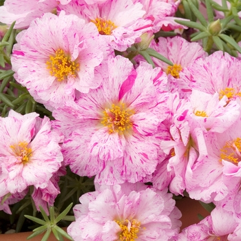 Portulaca grandiflora 'Sundial Peppermint' 