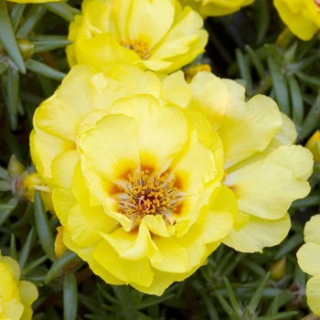 Portulaca grandiflora 'Sundial Yellow' 