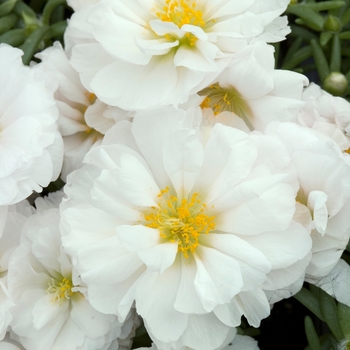 Portulaca grandiflora 'Sundial White' 