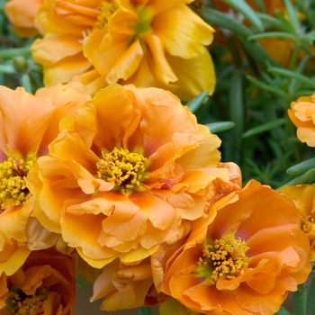 Portulaca grandiflora 'Sundial Tangerine' 