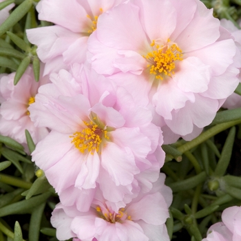 Portulaca grandiflora 'Sundial Princess' 