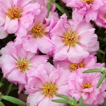 Portulaca grandiflora 'Sundial Pink' 