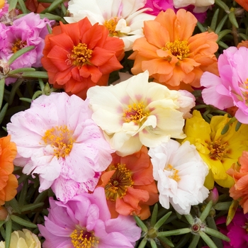 Portulaca grandiflora 'Sundial Mix' 