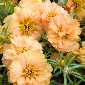 Portulaca grandiflora 'Sundial Mango' 