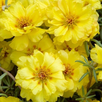 Portulaca grandiflora 'Sundial Gold' 