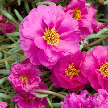 Portulaca grandiflora 'Sundial Fuchsia' 