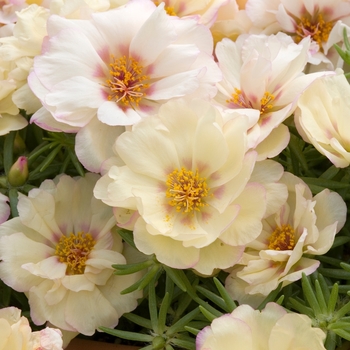 Portulaca grandiflora 'Sundial Cream' 