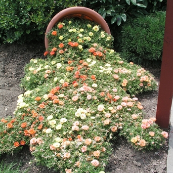 Portulaca grandiflora 'Margarita Mix' 