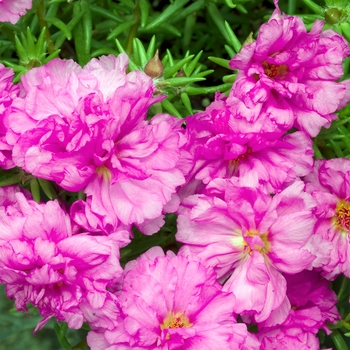 Portulaca grandiflora 'High Noon Rose' 