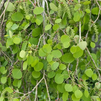 Populus tremuloides