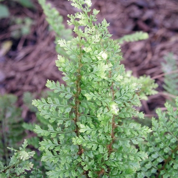 Polystichum setiferum 'Rotundatum Cristatum' 