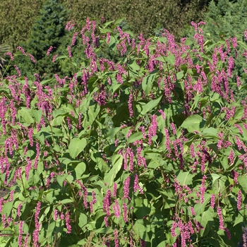 Polygonum orientale 'Kiss-Me-Over-The-Garden-Gate' 