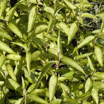 Polygonum odoratum