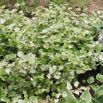 Fallopia japonica 'Variegata'