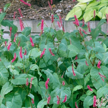 Polygonum amplexicaule 'Fire Tail' 