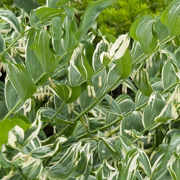 Polygonatum multiflorum 'Variegatum' 