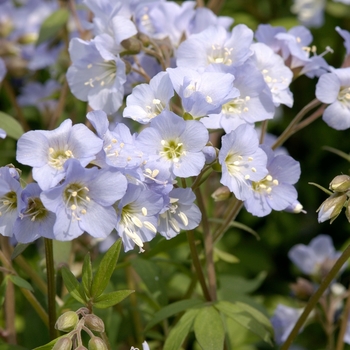 Polemonium reptans 'Blue Pearl' 