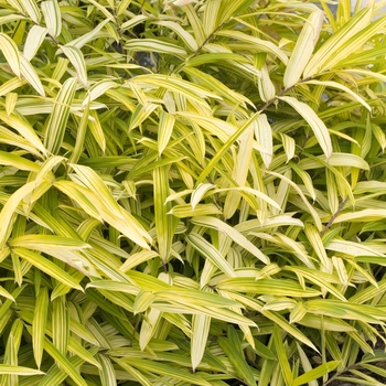 Pleioblastus viridistriatus '' (020479)