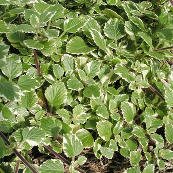 Plectranthus coleoides 'White Surf' 