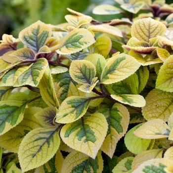 Plectranthus ciliatus 'Troy's Gold' (020481)
