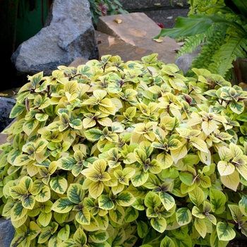 Plectranthus ciliatus 'Troy's Gold' 