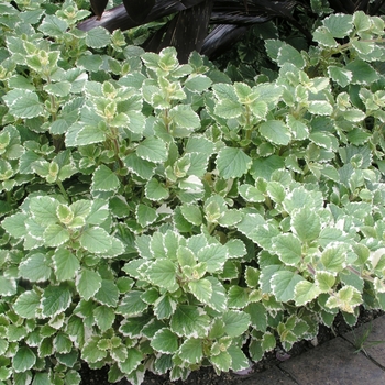 Plectranthus madagascariensis 'Variegatus' 