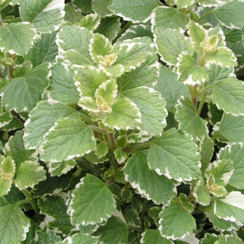 Plectranthus madagascariensis 'Variegatus' (020490)