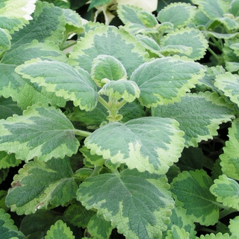 Plectranthus fosteri 'Green on Green' 